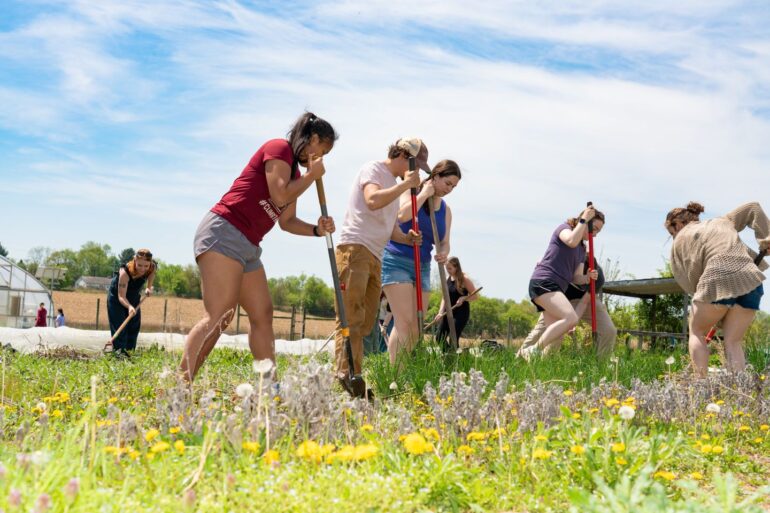 A row of students digging in a meadow on a sunny day.